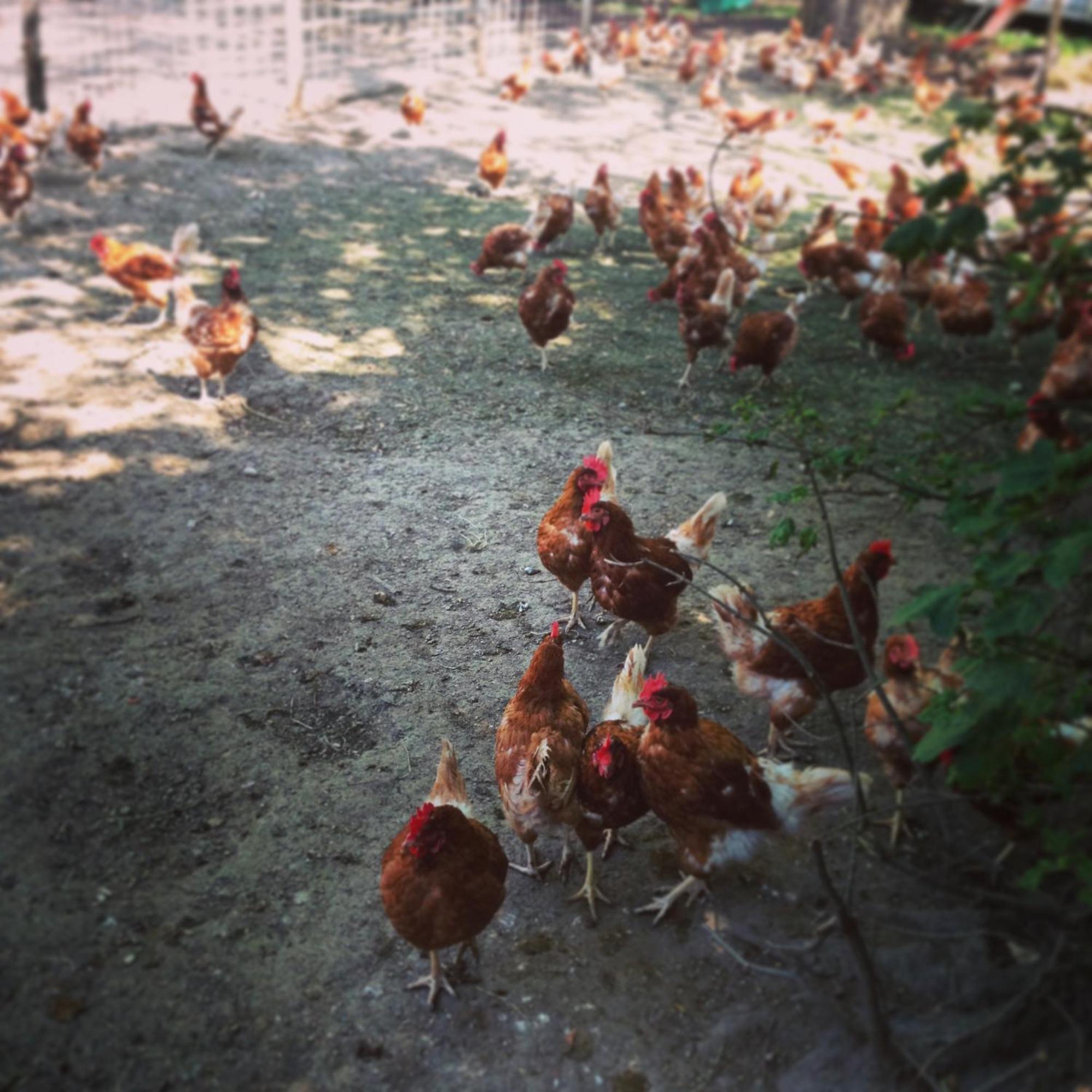 Ferme Du Lignon *